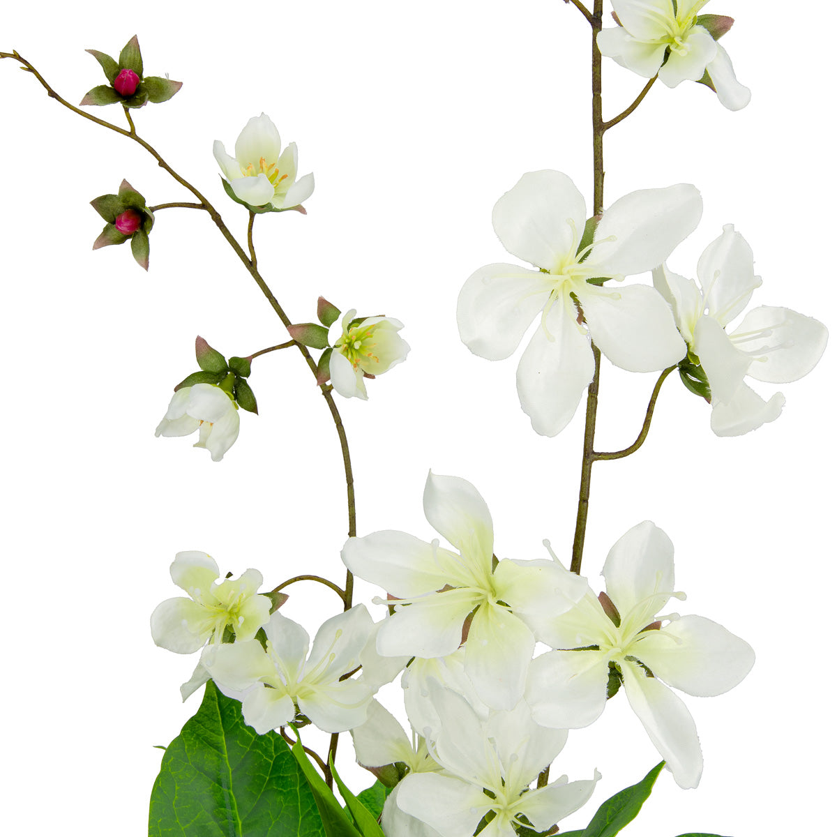 Clematis Spray x 2 White image 2