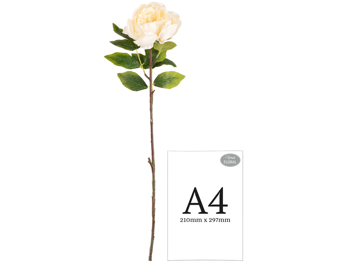 Aurora Peony x 1 Ivory image 1
