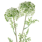 Wild Meadow Spray x 2 White image 1