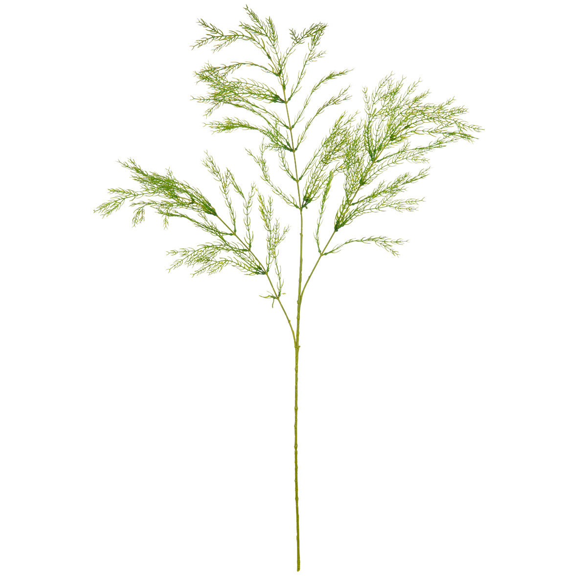 Wild Asparagus Spray Light Green image 0