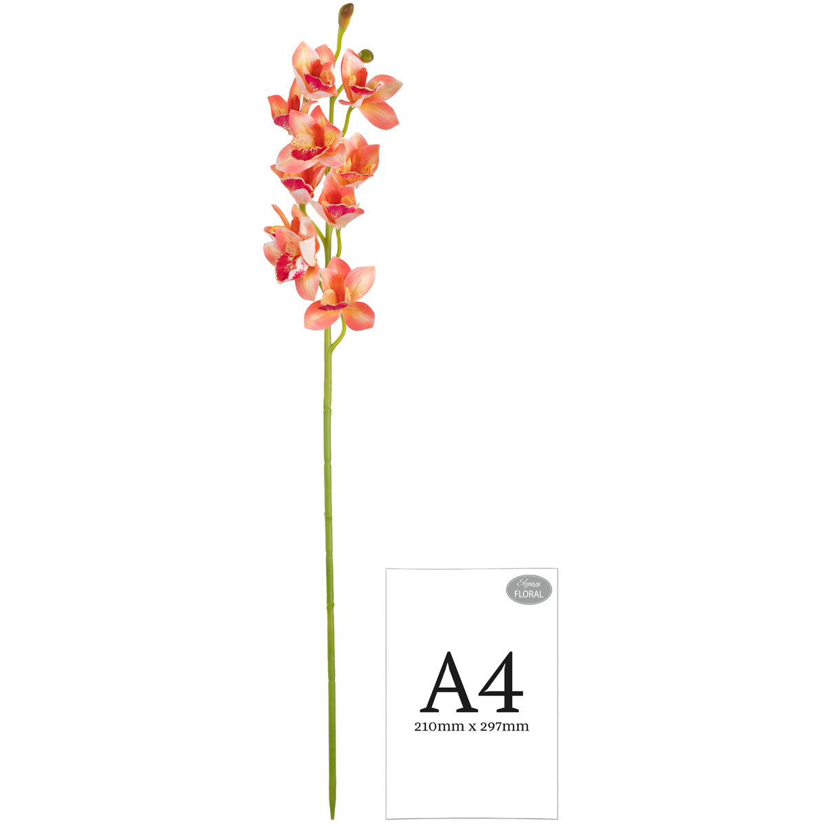 Cymbidium Orchid x 10 plus 2 buds Pink image 2