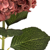 Large Head Hydrangea Vintage Rose image 3