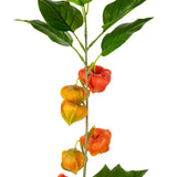 Chinese Lantern Stem Orange image 2