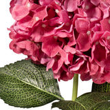 Large Head Hydrangea Fuchsia image 3
