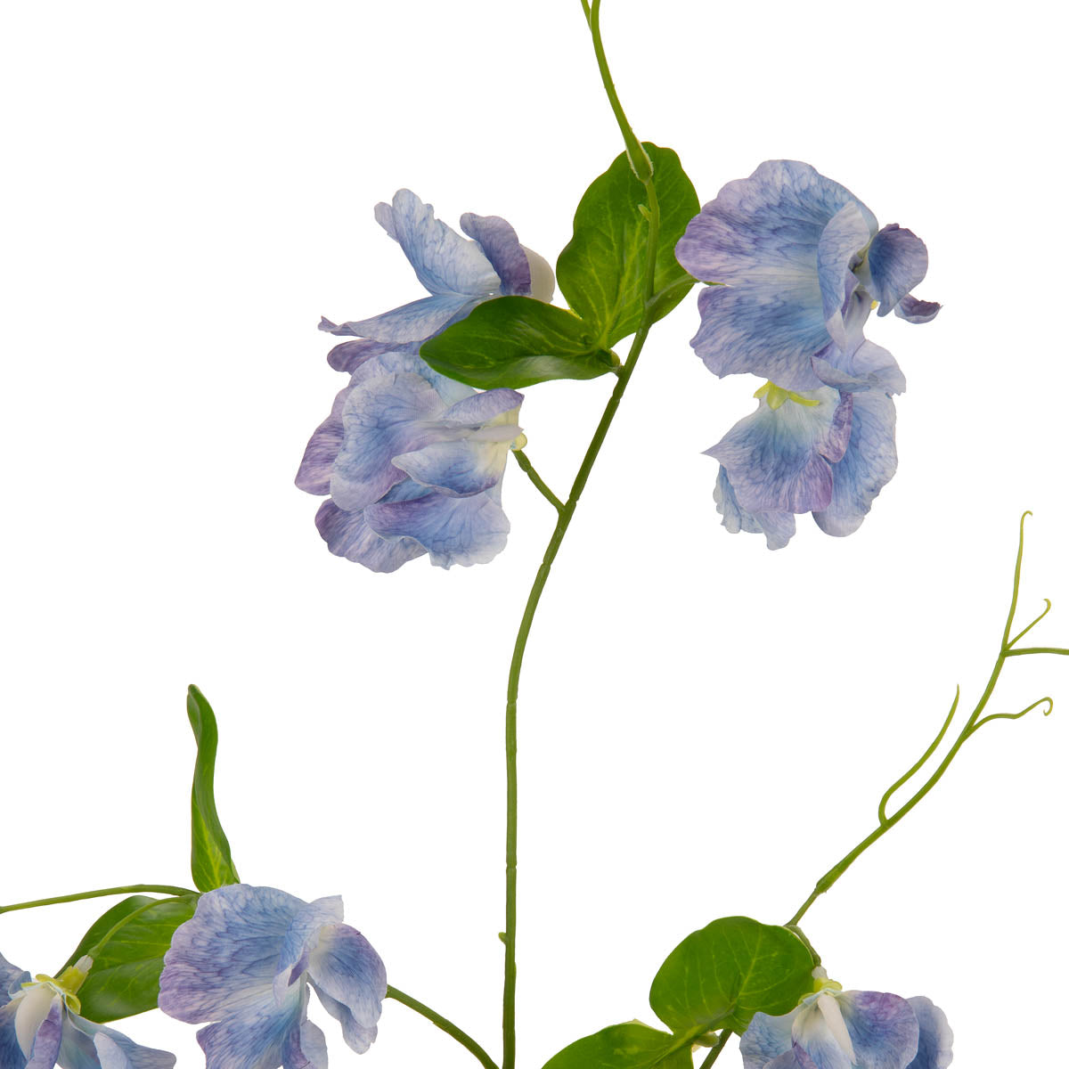 Sweet Pea Spray Blue image 2