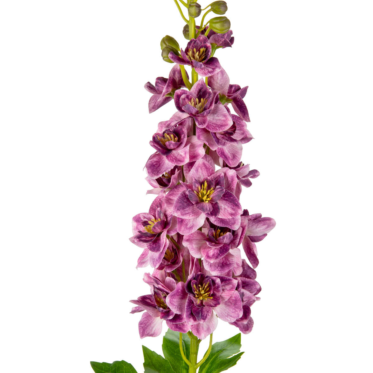 Delphinium Stem Damson image 1