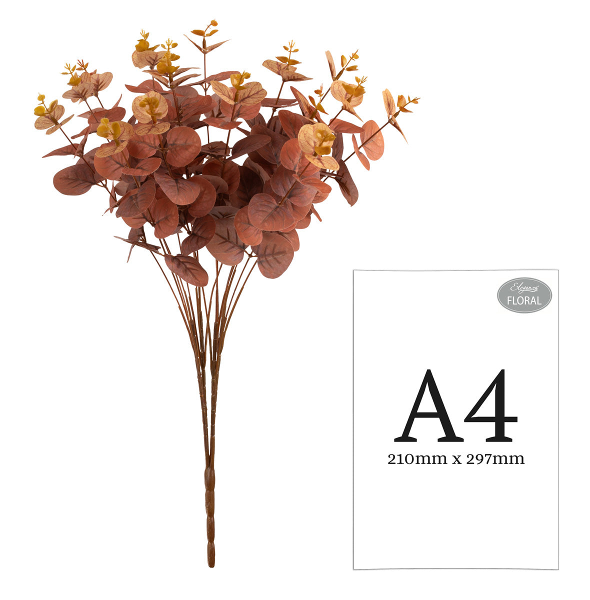 Eucalyptus Bush Brown (16 Heads) image 1