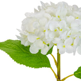 Small Head Hydrangea Pure White image 4