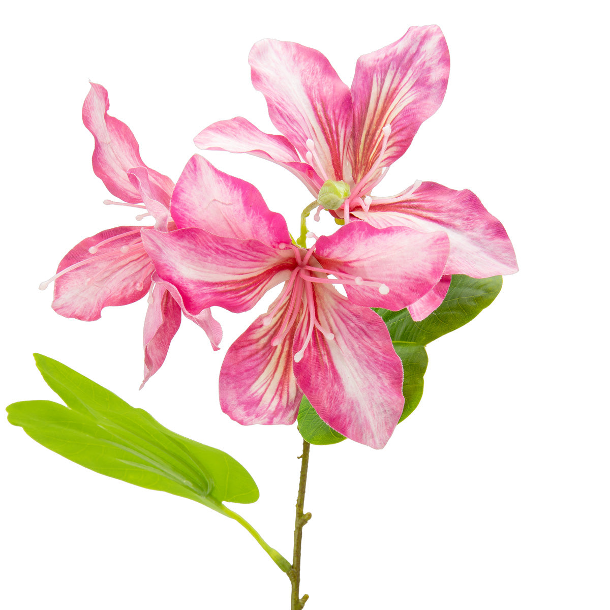 Bauhinia Spray Pink image 2