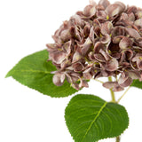 Small Head Hydrangea Dusky Pink image 2