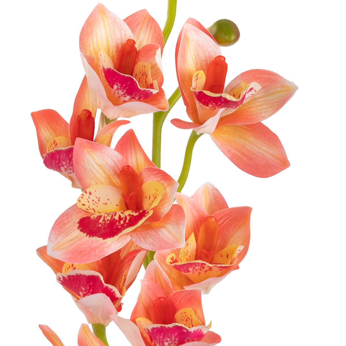 Cymbidium Orchid x 10 plus 2 buds Pink image 1