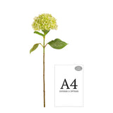 Hydrangea Stem Green (19cm Head 66cm Stem) image 2