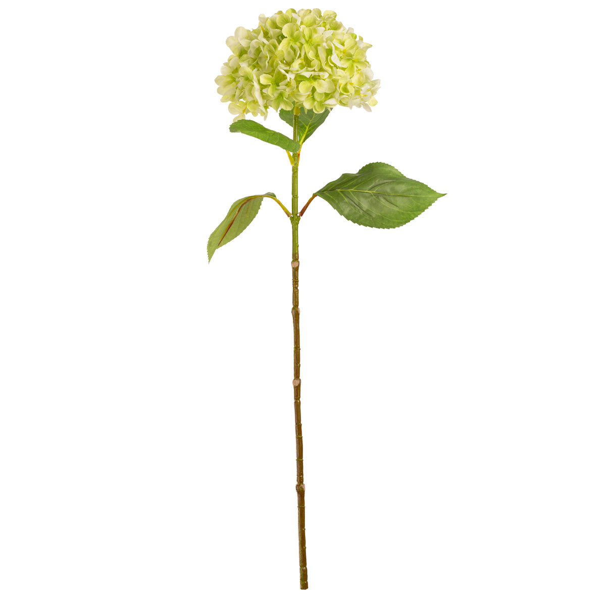 Hydrangea Stem Green (19cm Head 66cm Stem) image 0