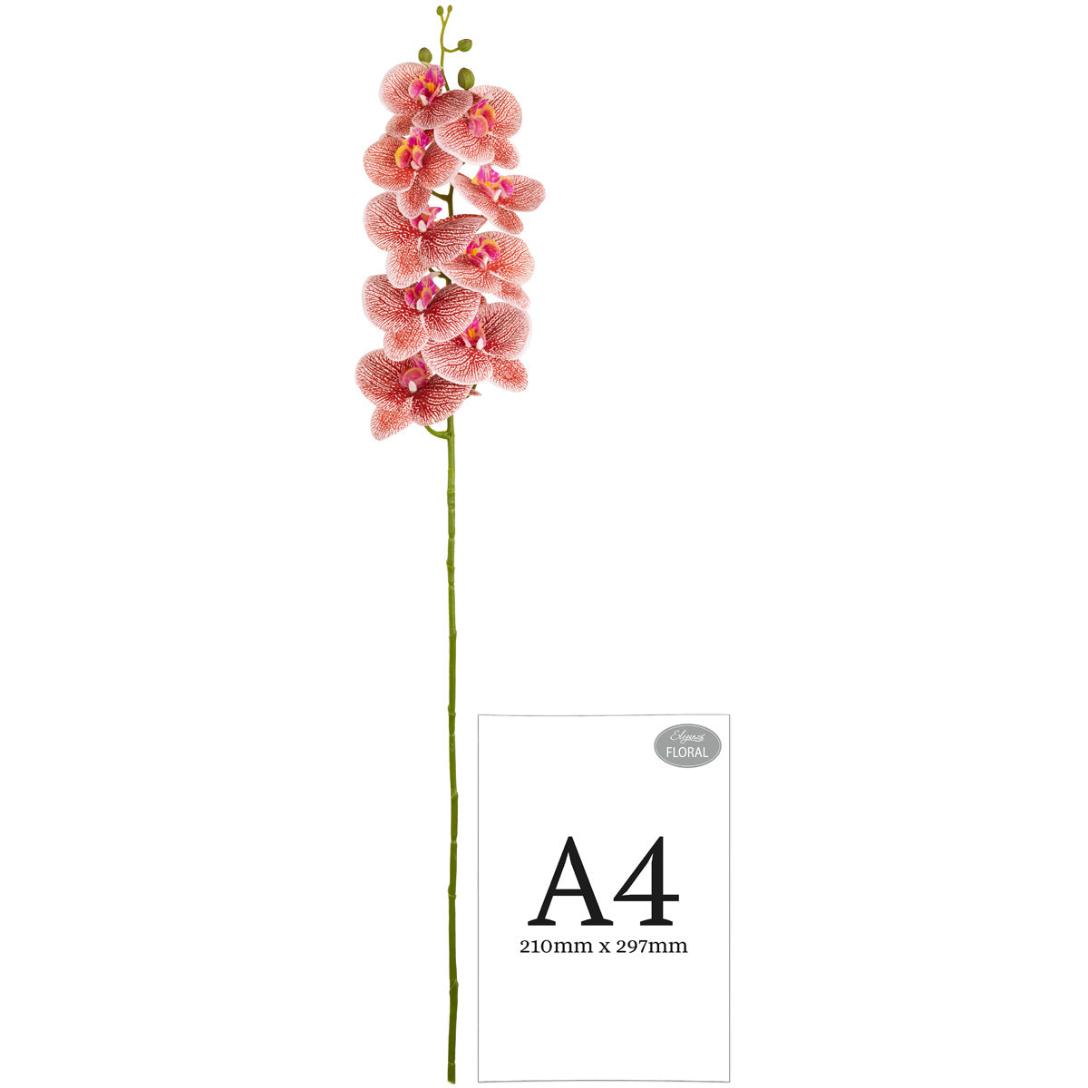 Phalaenopsis Orchid x 9 Raspberry Ripple image 2