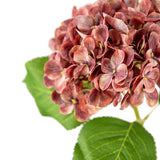 Small Head Hydrangea Vintage Rose image 1