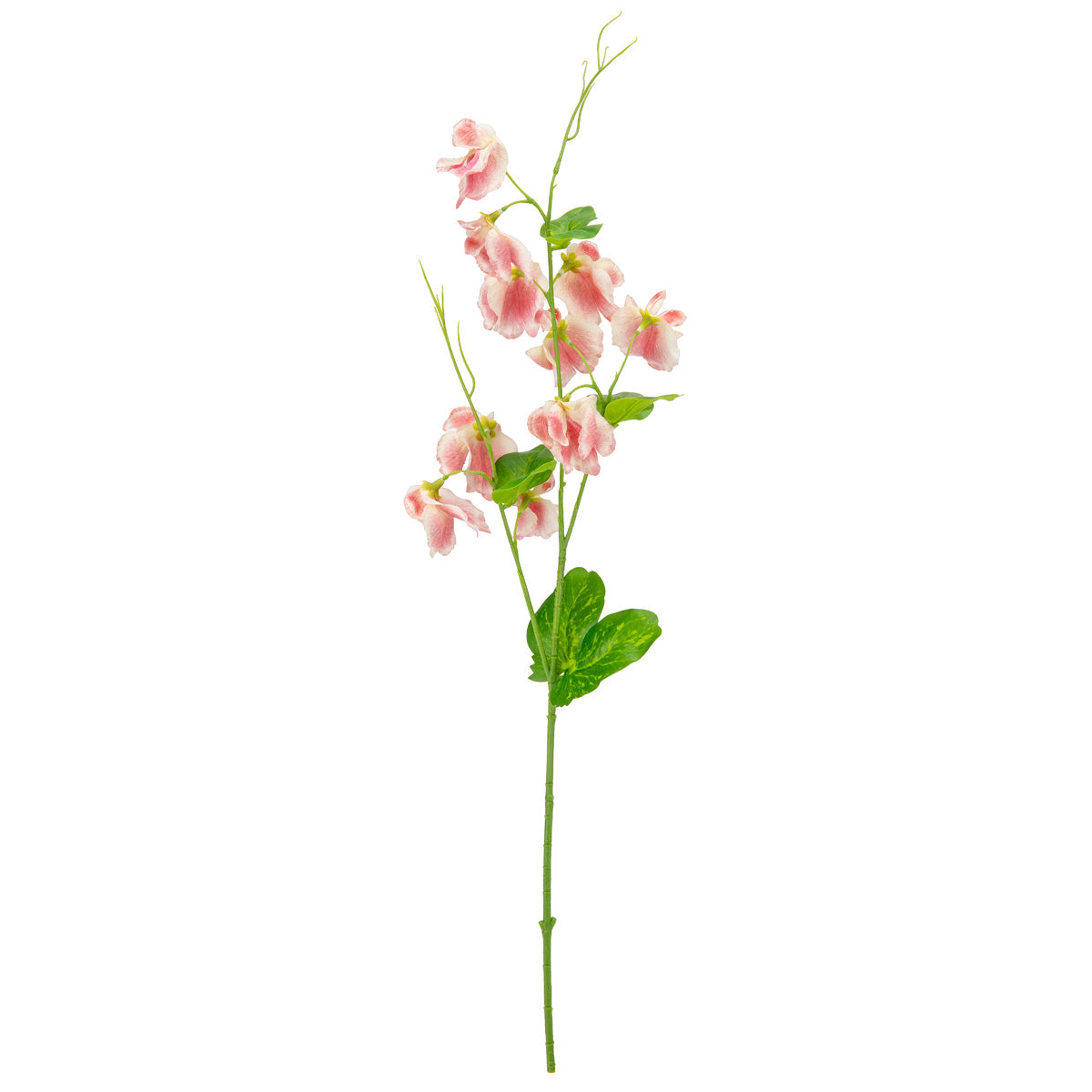 Sweet Pea Spray Dark Pink image 0