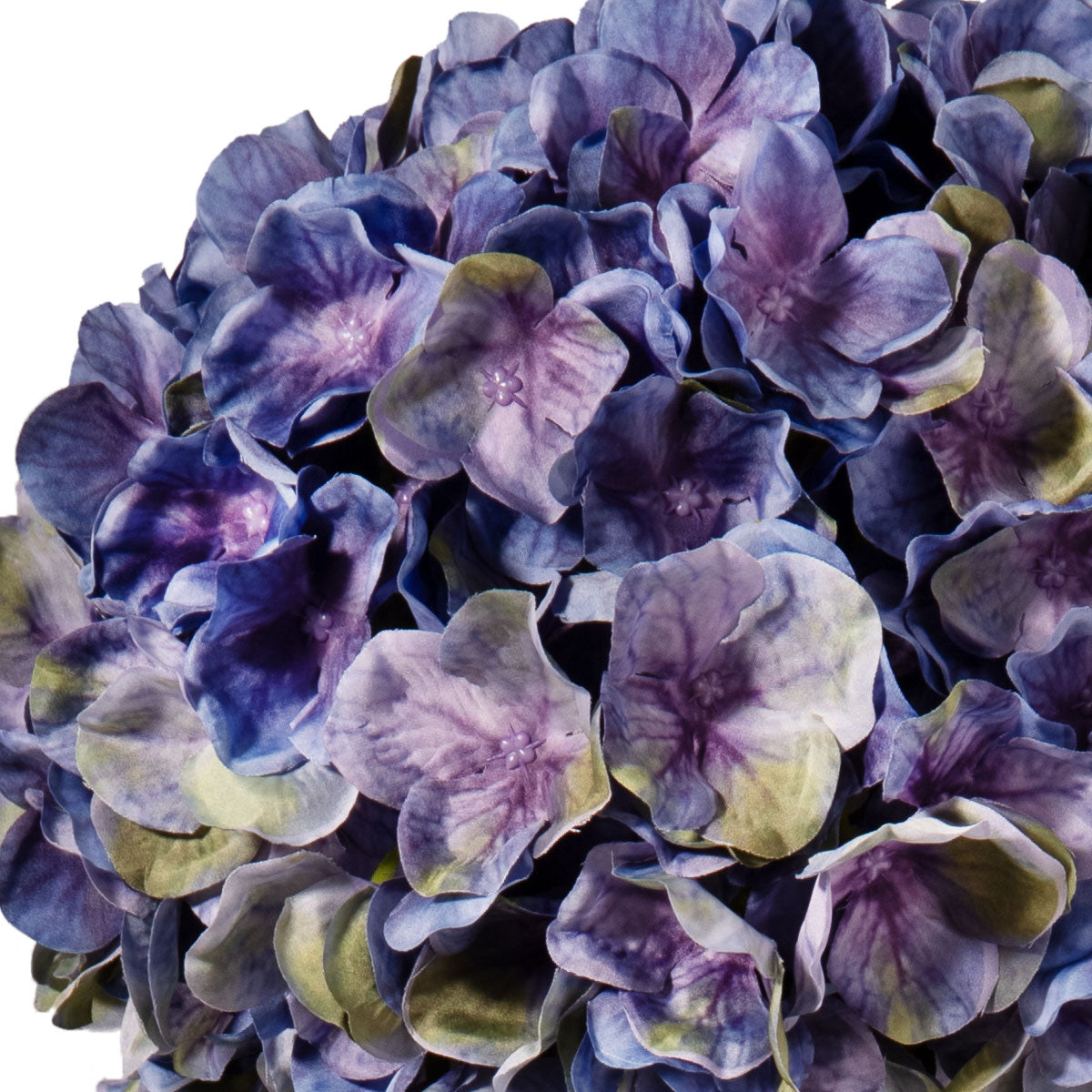 Large Head Hydrangea Purple Green image 2