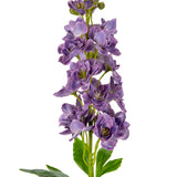 Delphinium Stem Violet image 1