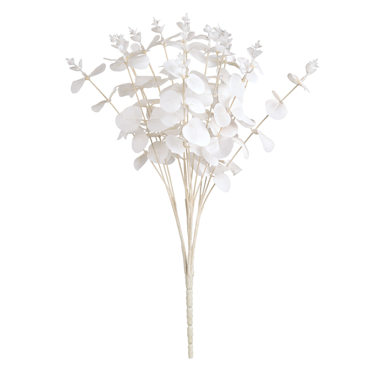 Eucalyptus Bush x 16 White image 0