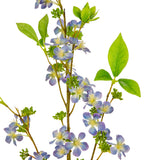 Meadow Blossom Blue image 1