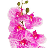 Phalaenopsis Orchid x 9 Hot Pink Freckle image 1
