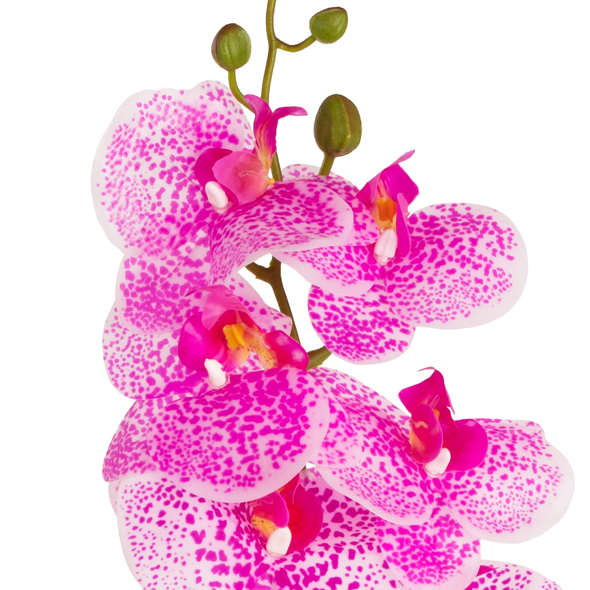 Phalaenopsis Orchid x 9 Hot Pink Freckle image 1