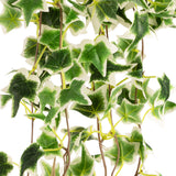 Hanging Ivy Bush Variegated image 3
