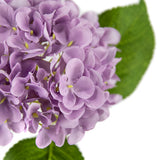 Small Head Hydrangea Pastel Lilac image 2