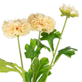 Oriental Aster Spray x 3 Champagne image 1