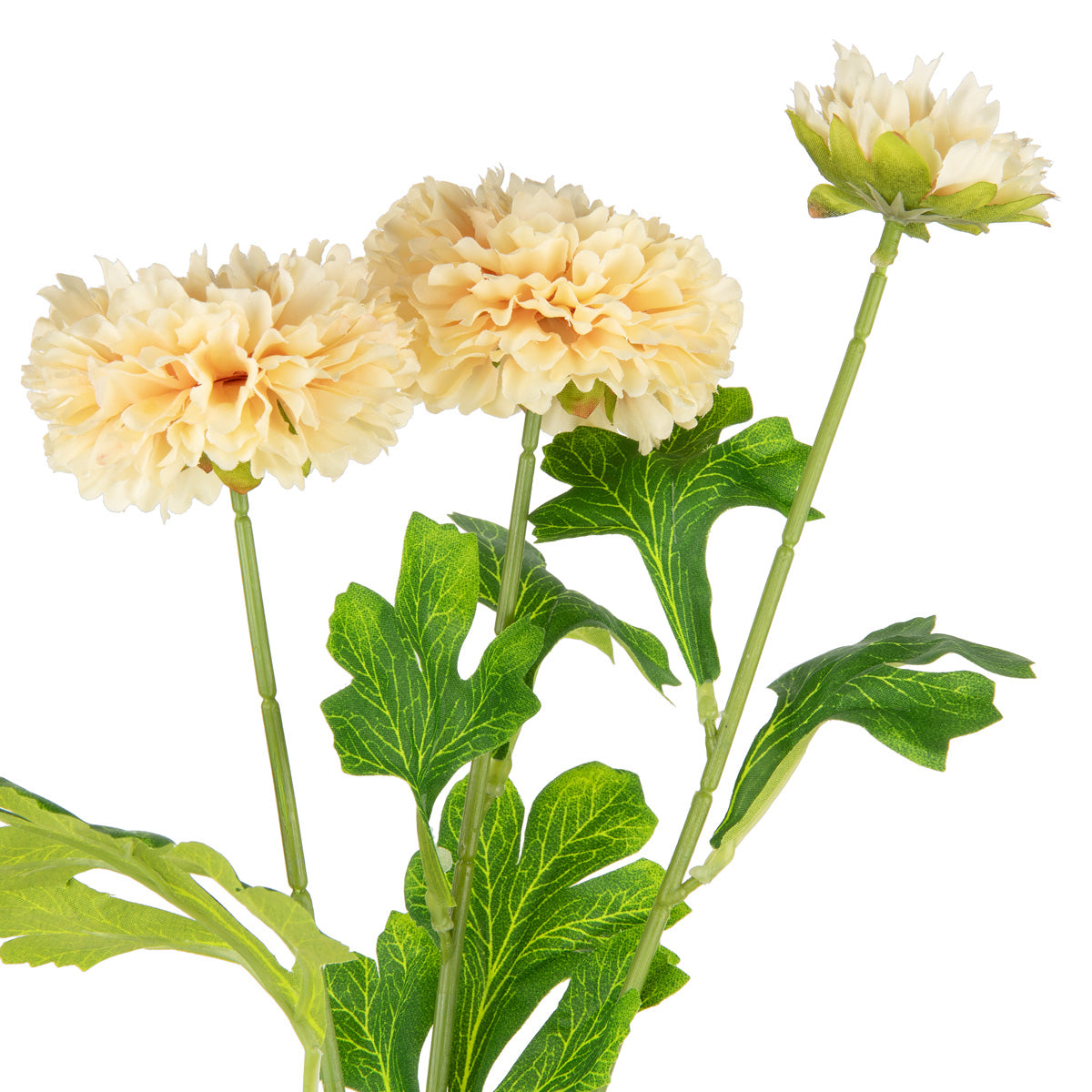 Oriental Aster Spray x 3 Champagne image 1