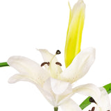 Lily Stem x 2, 1 Bud & 7 Leaves White image 1