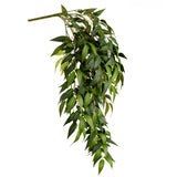 Ruscus Bush x 7 Branches image 2
