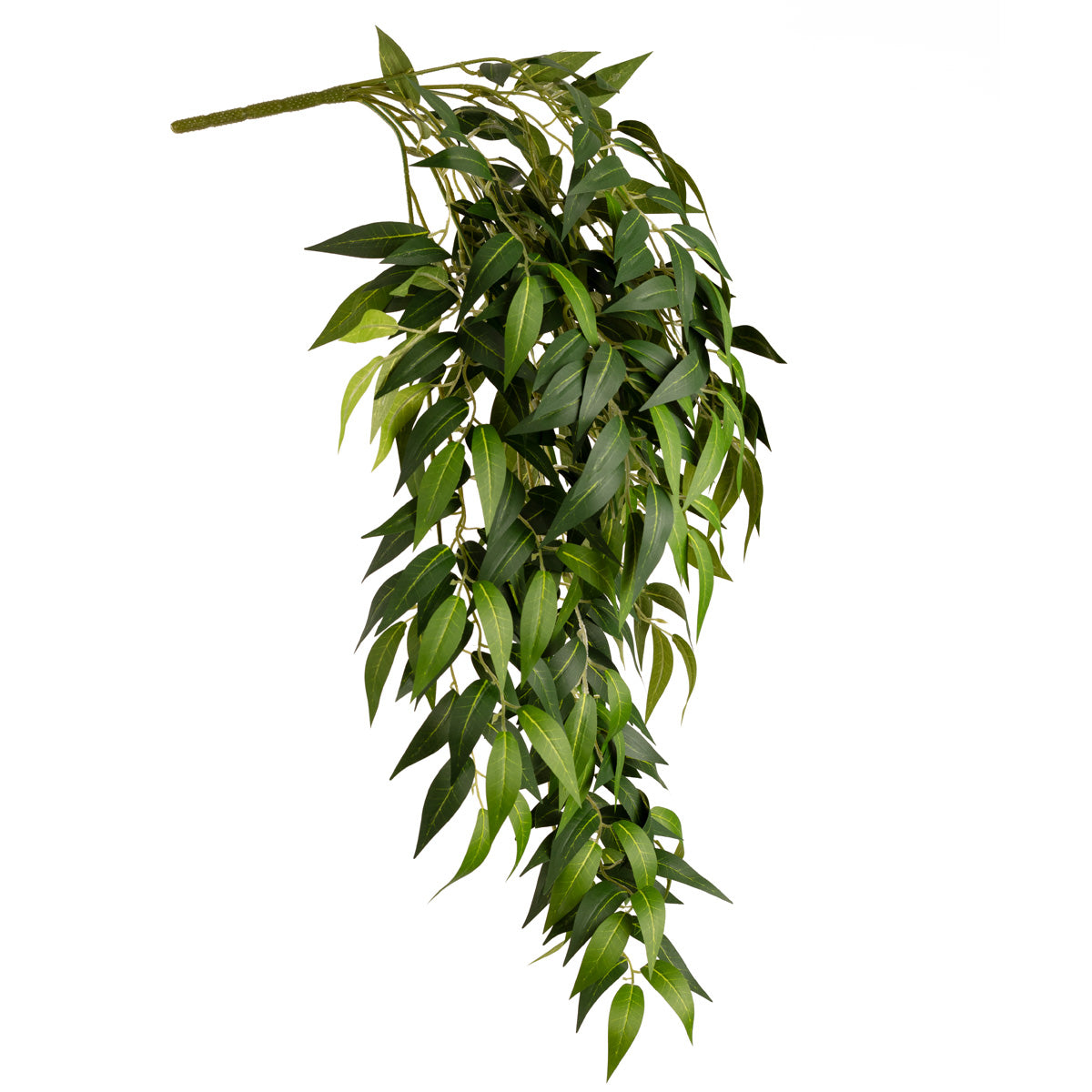 Ruscus Bush x 7 Branches image 2