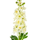 Delphinium Stem Ivory image 1