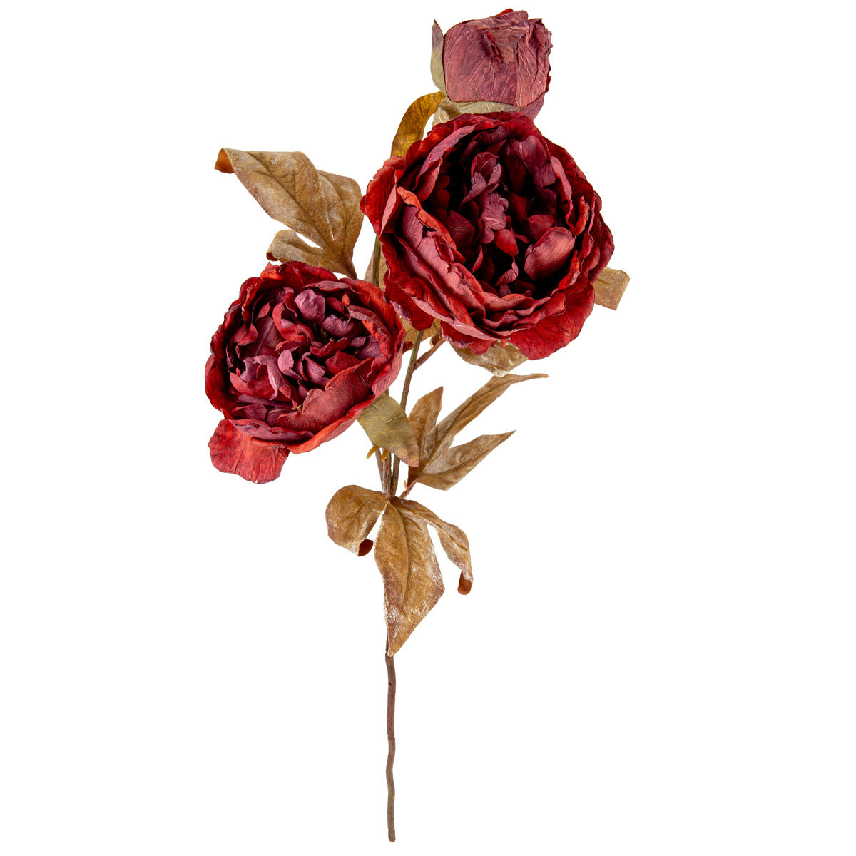 Dry Image Peony Vintage Wine image 1