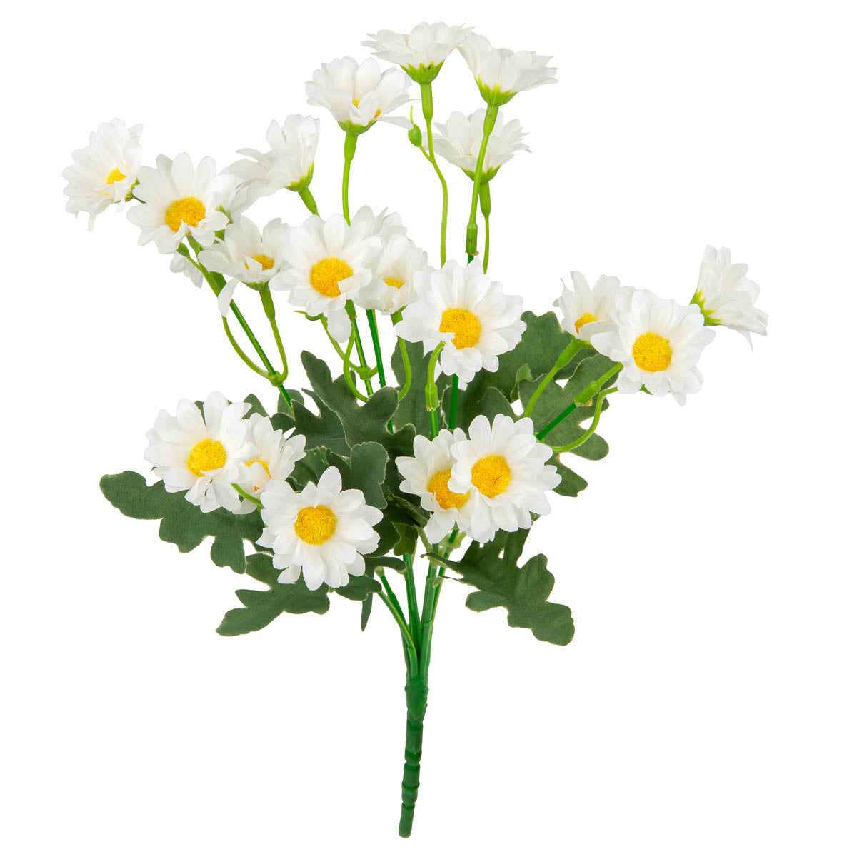 Daisy Bush White image 0