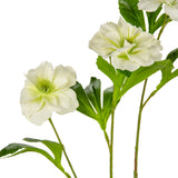 Helleboris Rose White image 1