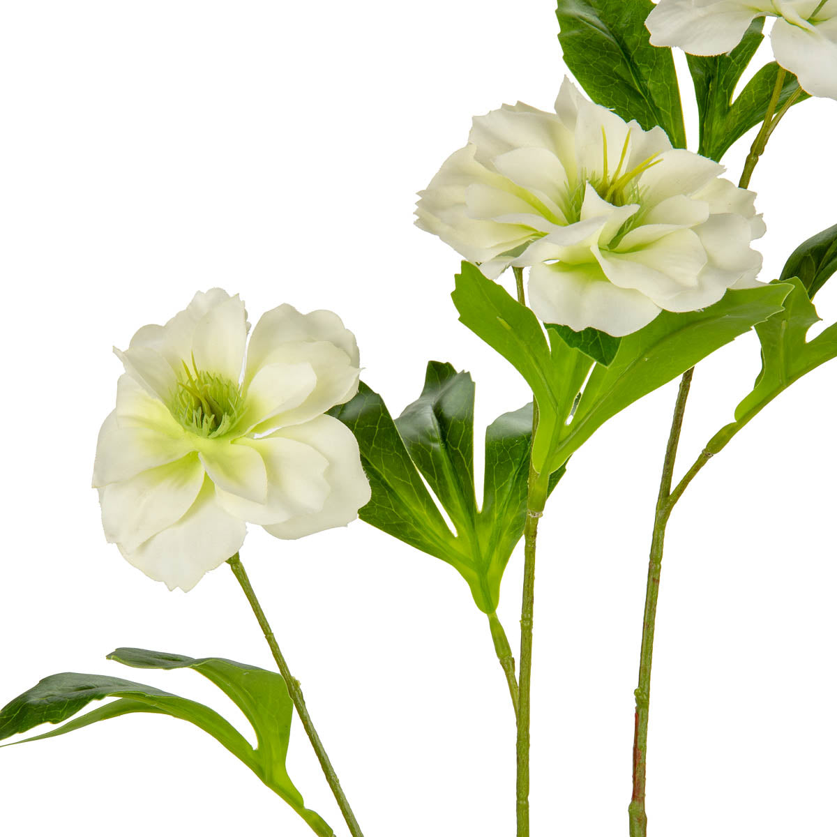 Helleboris Rose White image 1