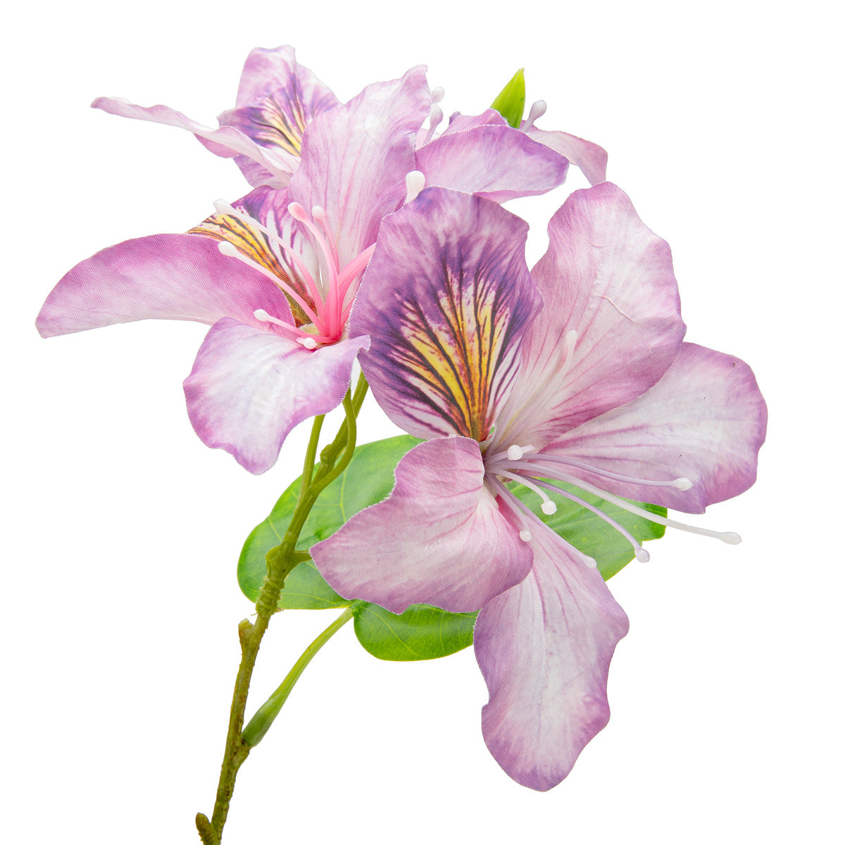 Bauhinia Spray Lavender image 1