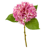 Small Head Hydrangea Pretty Pink image 1