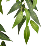 Ruscus Bush x 7 Branches image 3