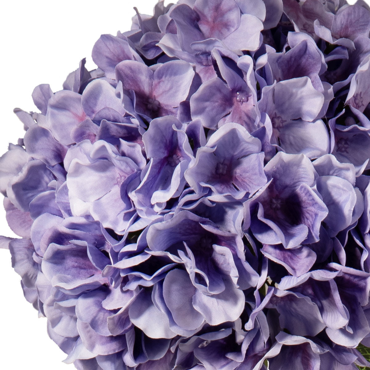 Large Head Hydrangea Lavender image 2