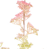 Mini Gyp Stem Light Pink image 2