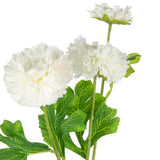 Oriental Aster Spray x 3 White image 1