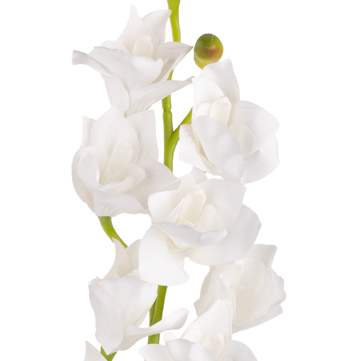 Cymbidium Orchid x 10 plus 2 buds White image 1