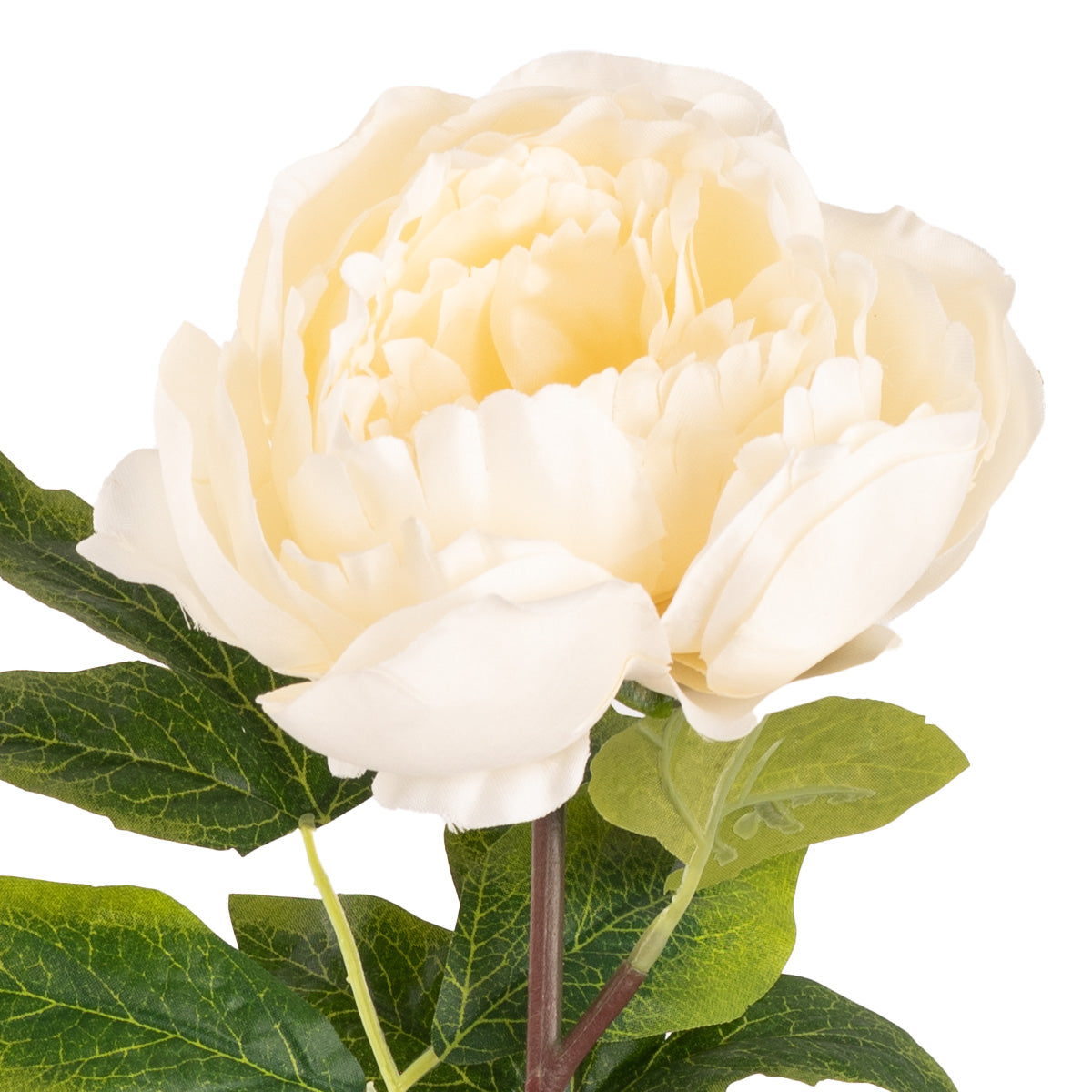 Aurora Peony x 1 Ivory image 2