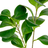 Baby Rubber Plant Stem Green image 1