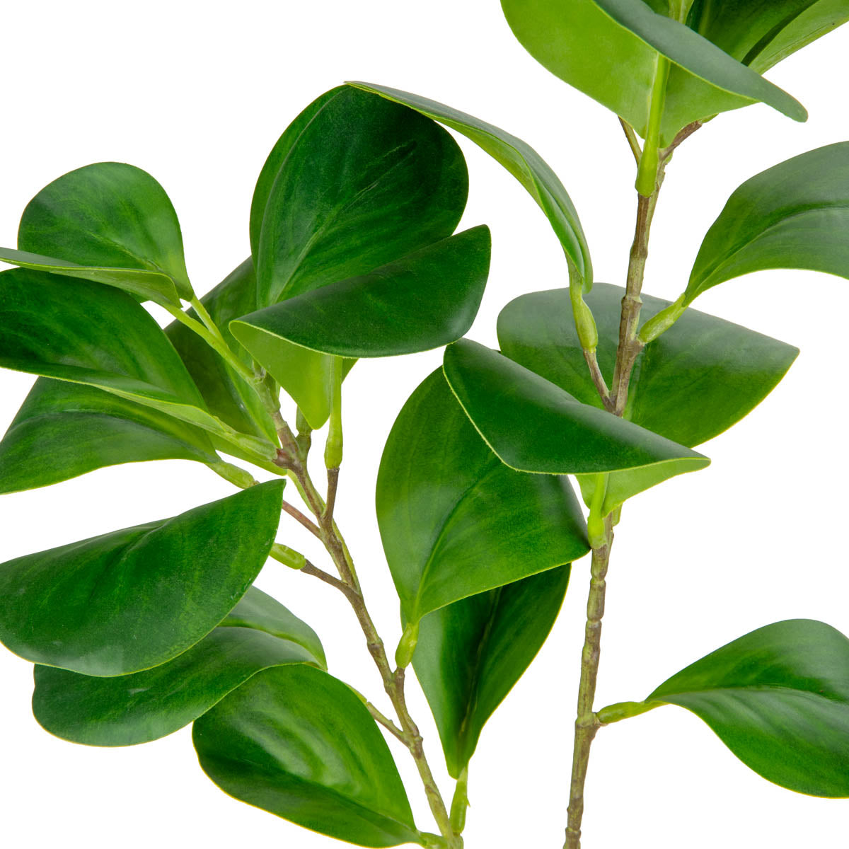 Baby Rubber Plant Stem Green image 1