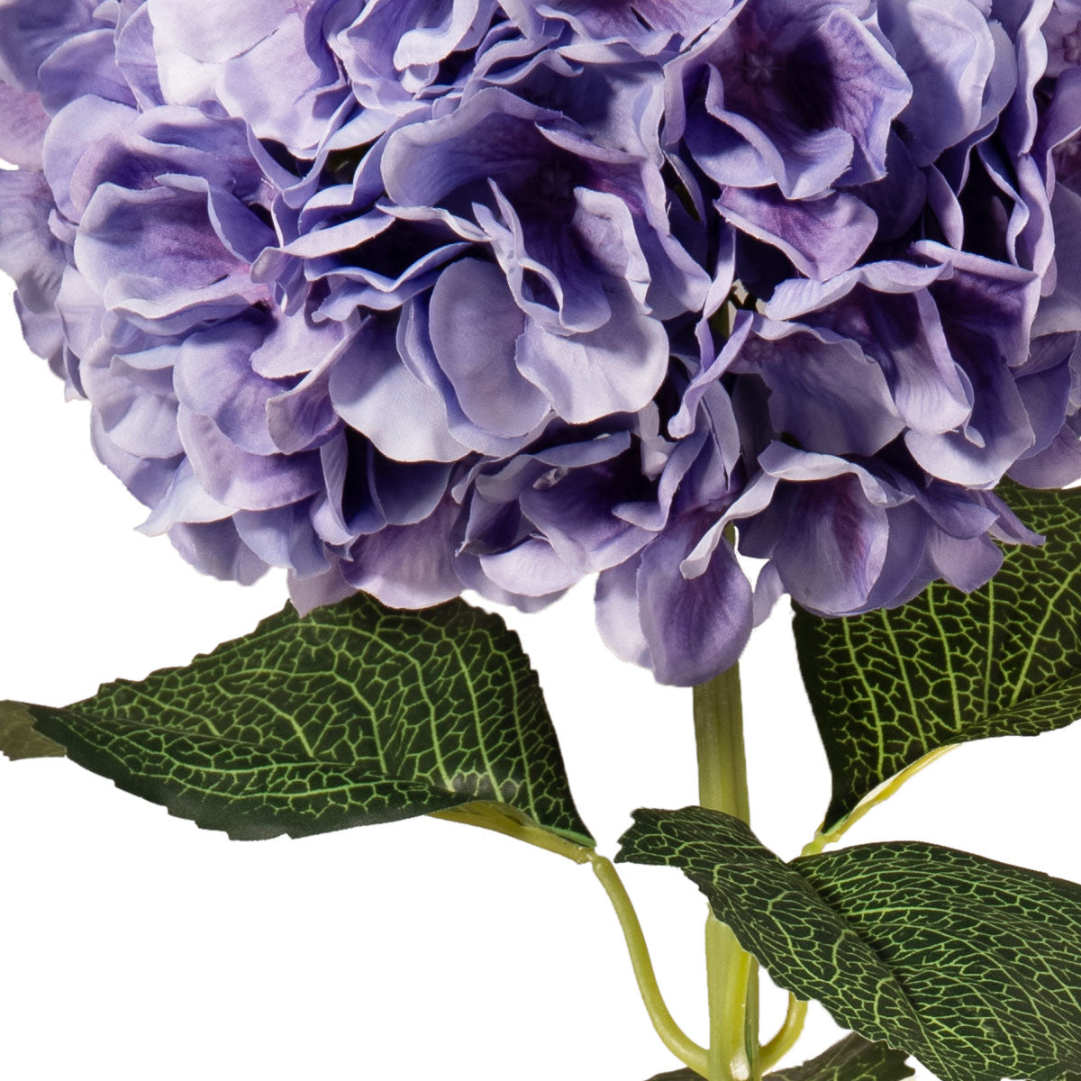 Large Head Hydrangea Lavender image 3