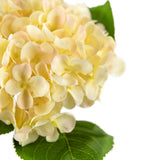Small Head Hydrangea Cream/Pink image 1